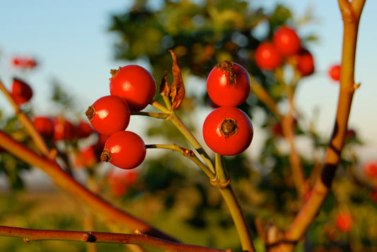 Rosehip Tea – Benefits, Uses & How to Prepare